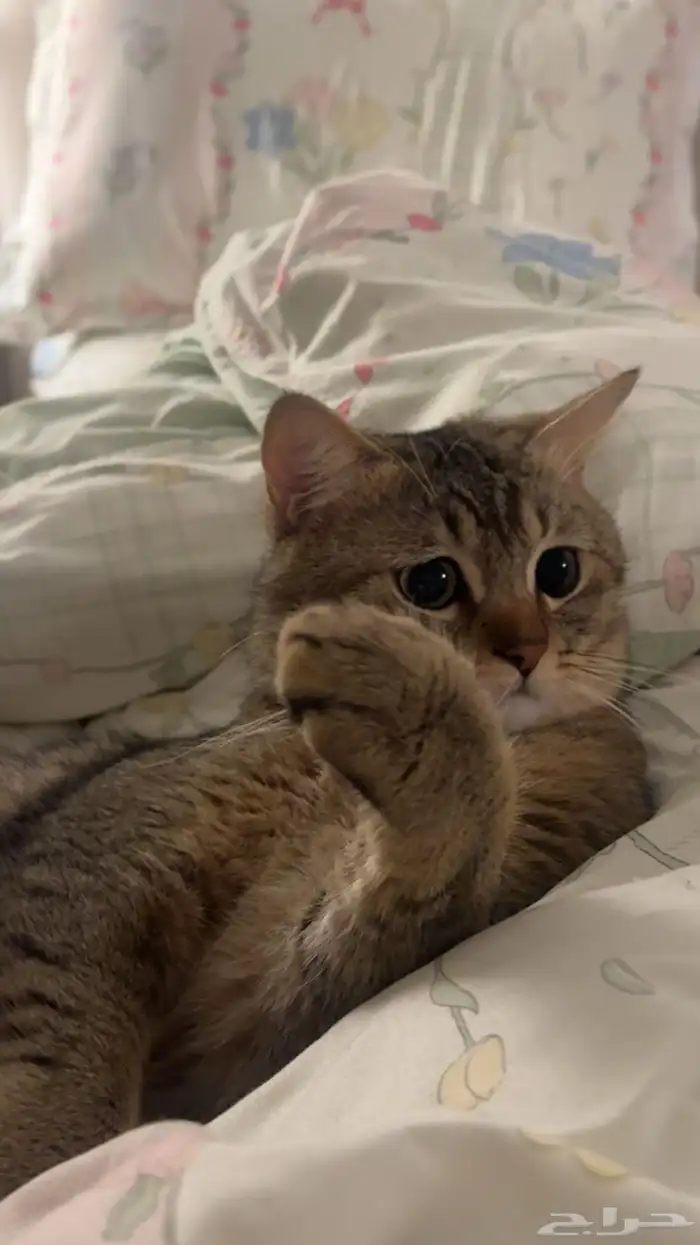 قط ذكر سكوتش وهملايا للبيع السبب يطلب تزاوج مع اغراضه 1