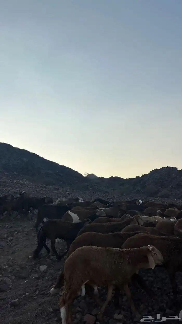 طليان سواكن حمري جادعان مرابى 28
