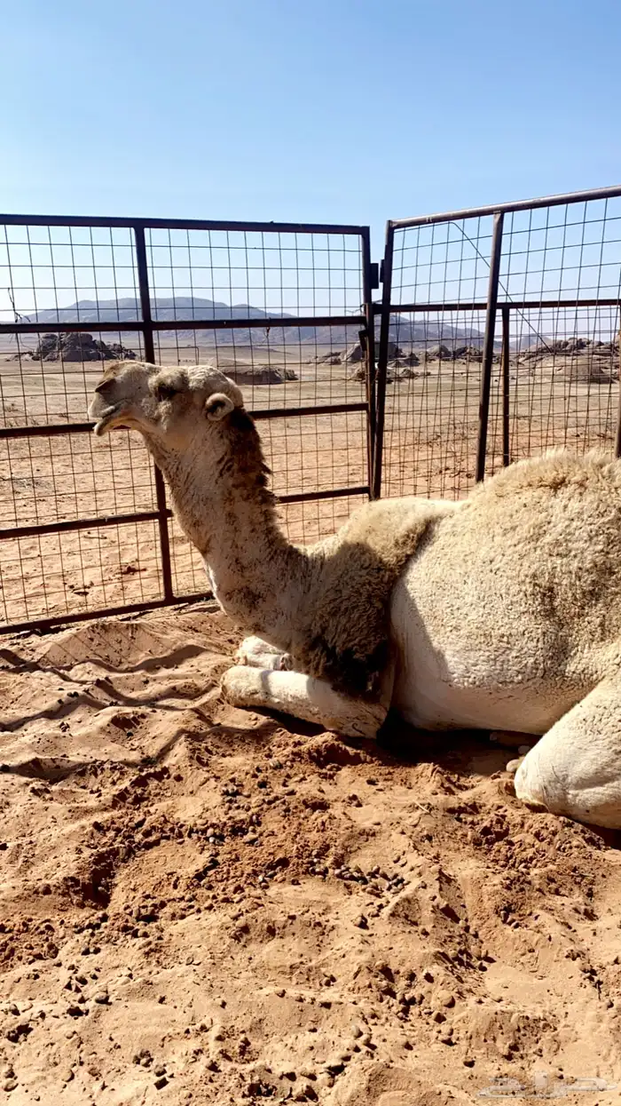 بعير باتلي فحل للبيع 6