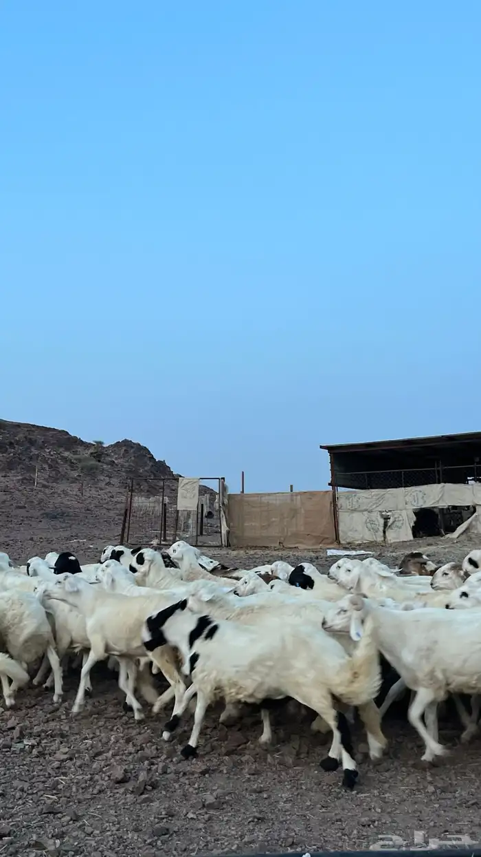 طليان سواكن شبيه الحري دمازين 21