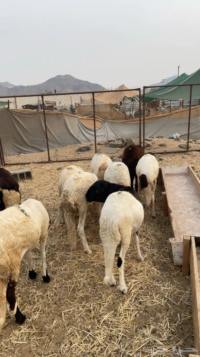 5 سواكني ثنيان اهل الكابلي 1