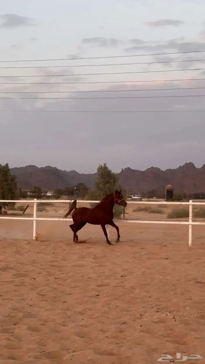 حصان شعبي شيخ 5