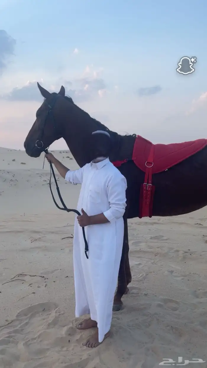 للبيع عرض فاخررر فرس انقليزيه 2