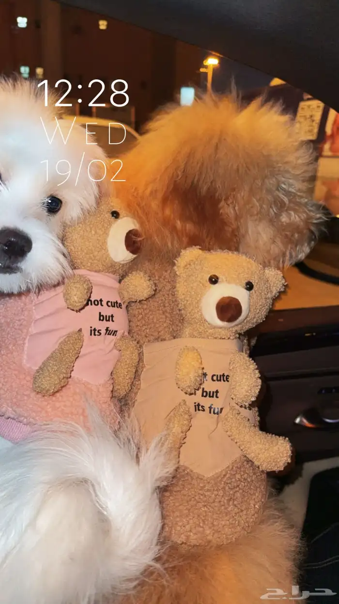 كلاب للبيع ذكر بودل و ذكر شيتزو و انثى مالتيز 1