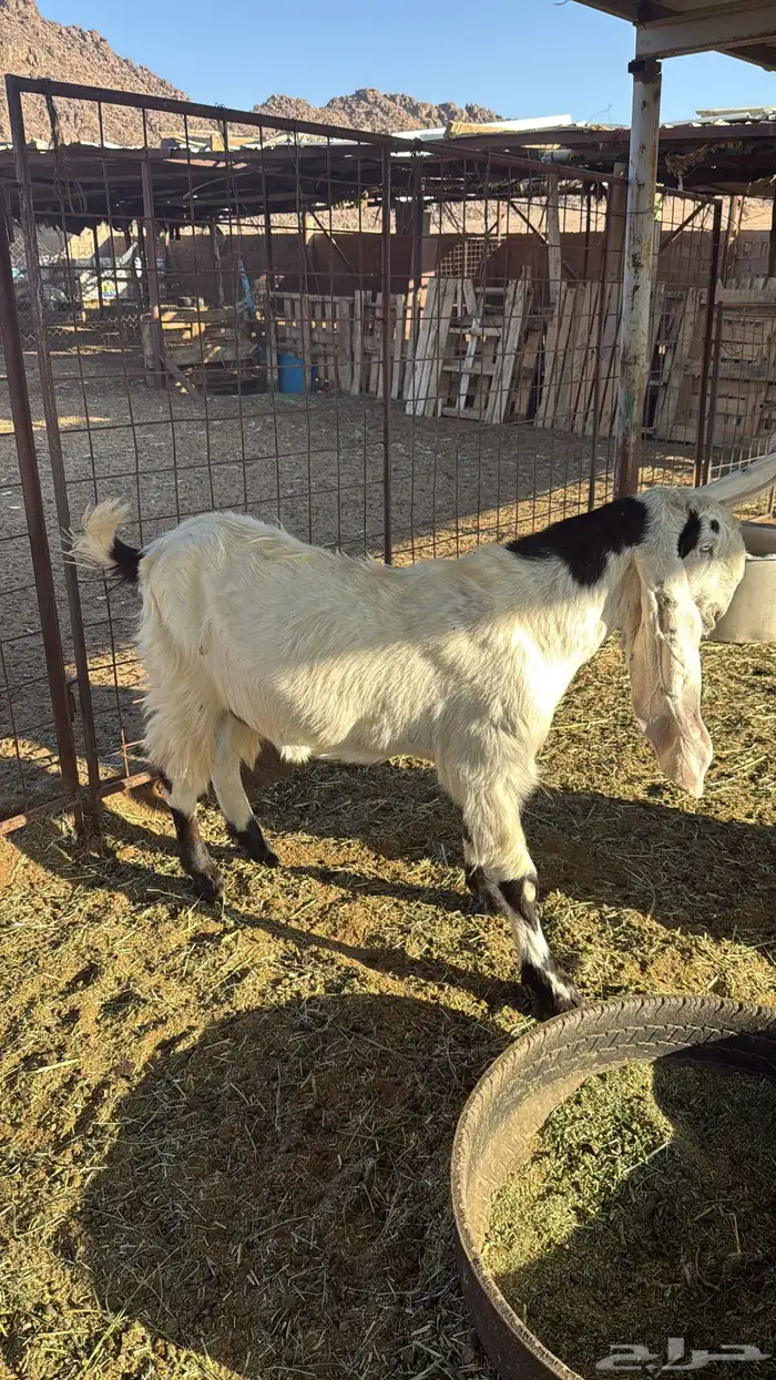 تيس هولندي للبيع 0