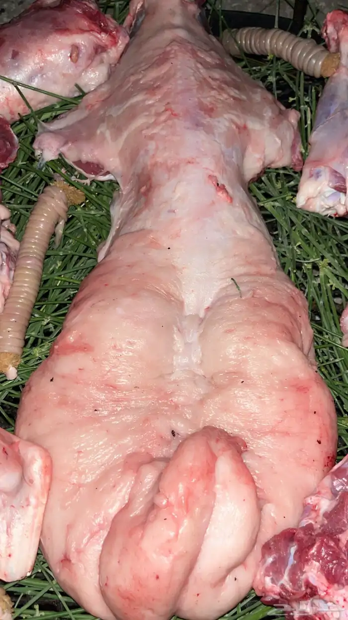 طبخ حنيذ بالمرخ 6