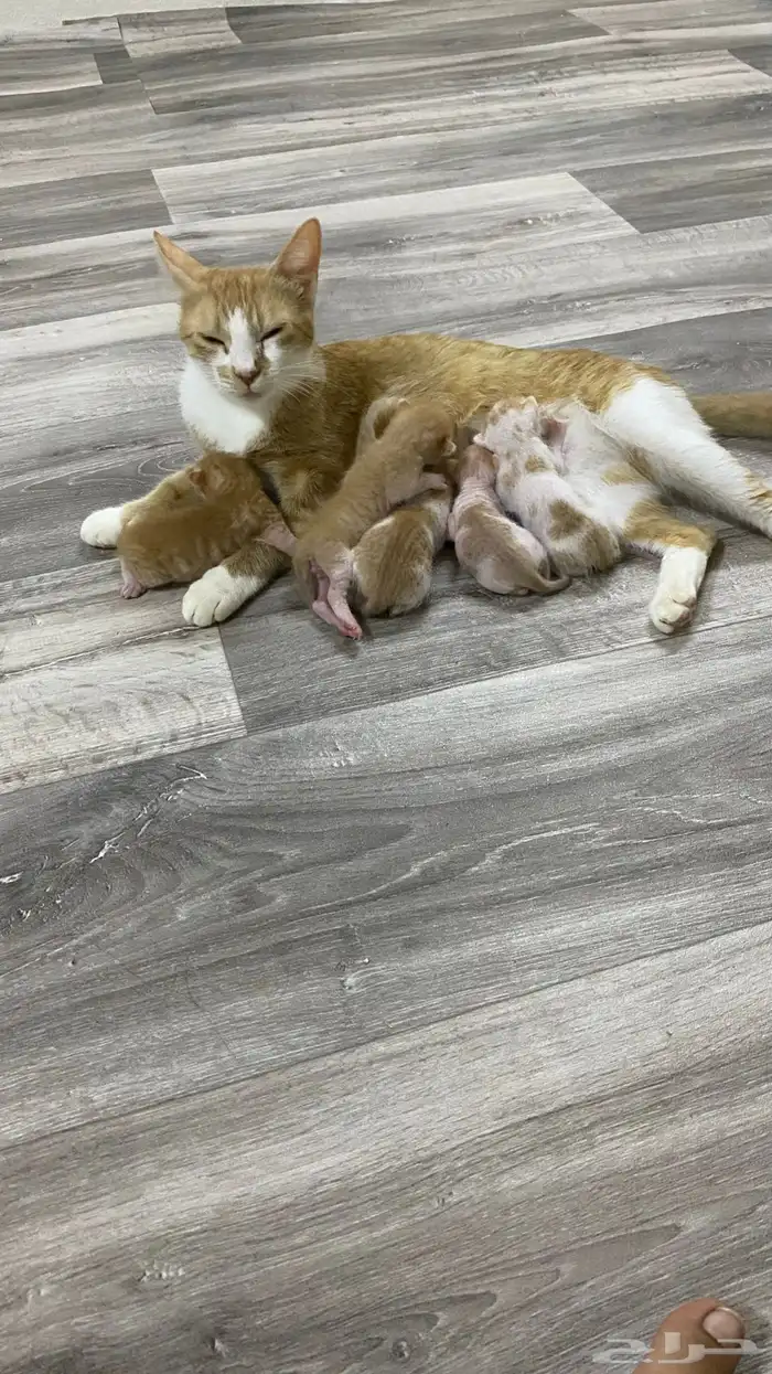 قطط للتبني 1