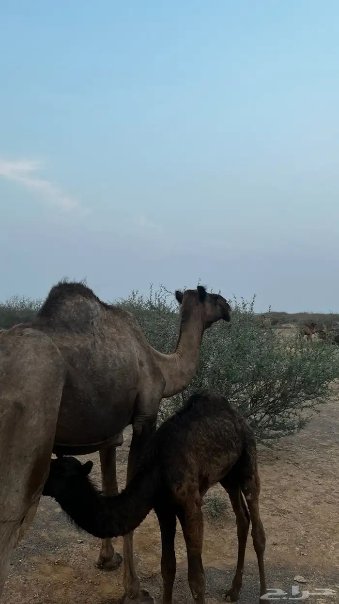 ناقه خلفه للبيع 1