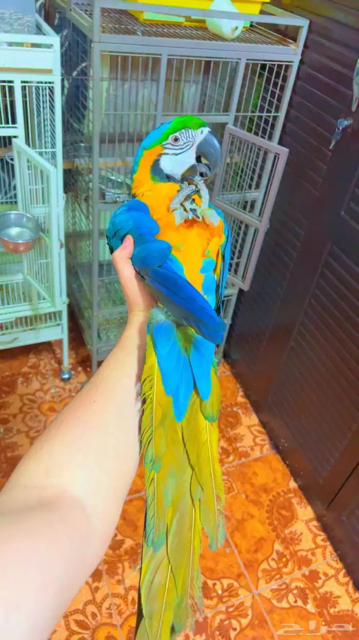 ببغاء مكاو اليف ولعوب ومتكلم 0