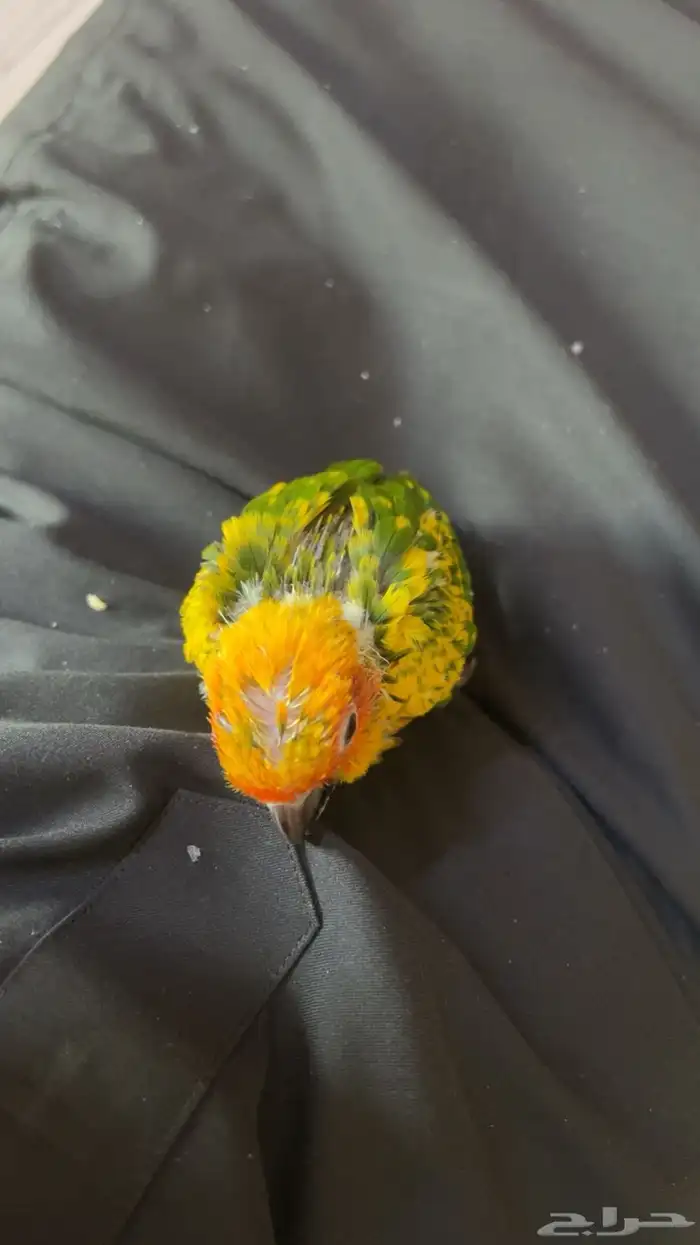 فرخ صن كنيور لعوب أليف مشروع هدد 3