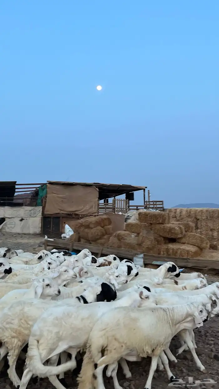 طليان سواكن شبيه الحري دمازين 5