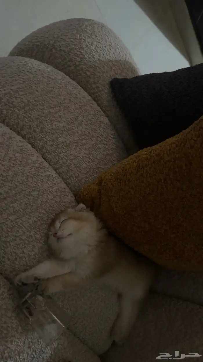 سكوتش فولد انثى عمرها شهرين مطعمه 5