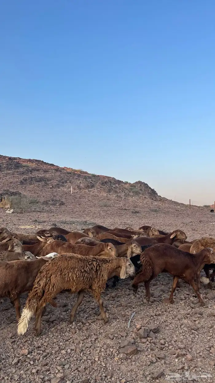 طليان سواكن حمري جادعان مرابى 8
