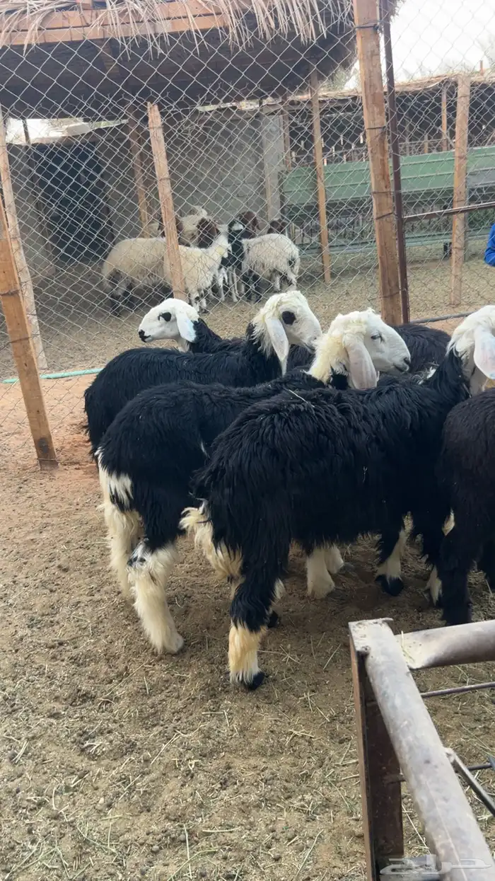 للبيع خرفان نجد 2