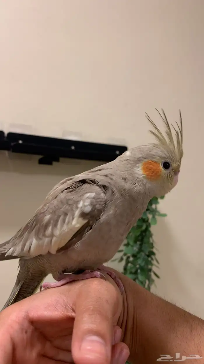 كروان سينامون اليف هدد نشبه نهاية غر (فاخر جدا عالي العال) 2