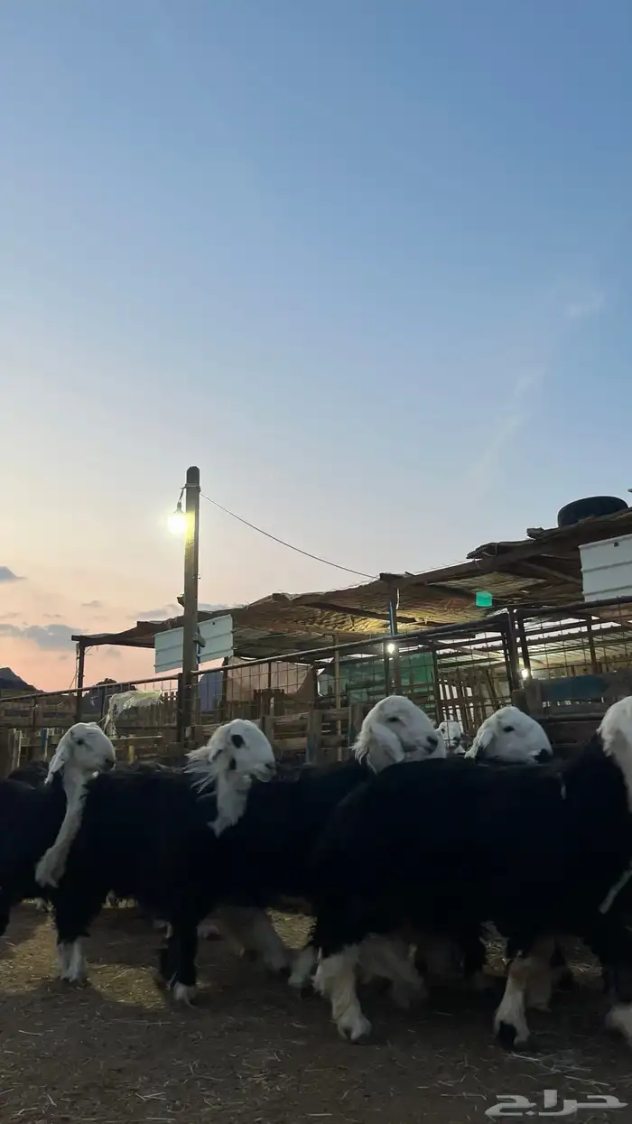 طليان نجدي جبره ناهي شي فاخر 5