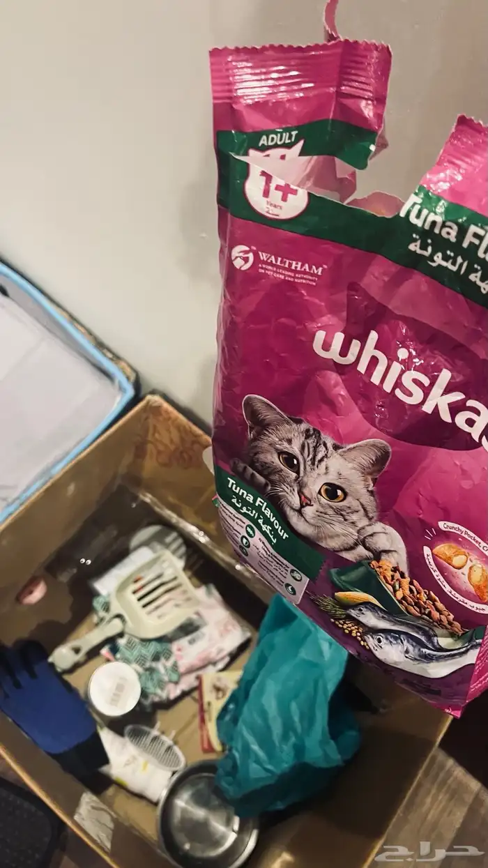 قطه أنثى للبيع ع سوم معاها بيتها وأكلها وكل شي تحتاجه 1