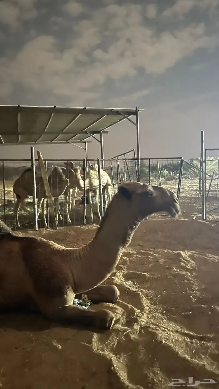 قعود اصفر رماني كفوو 5