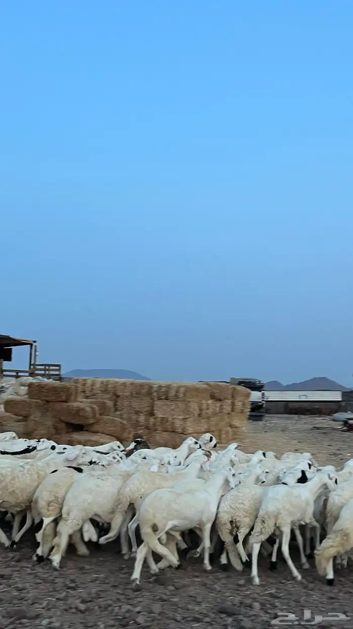 طليان سواكن شبيه الحري دمازين 0