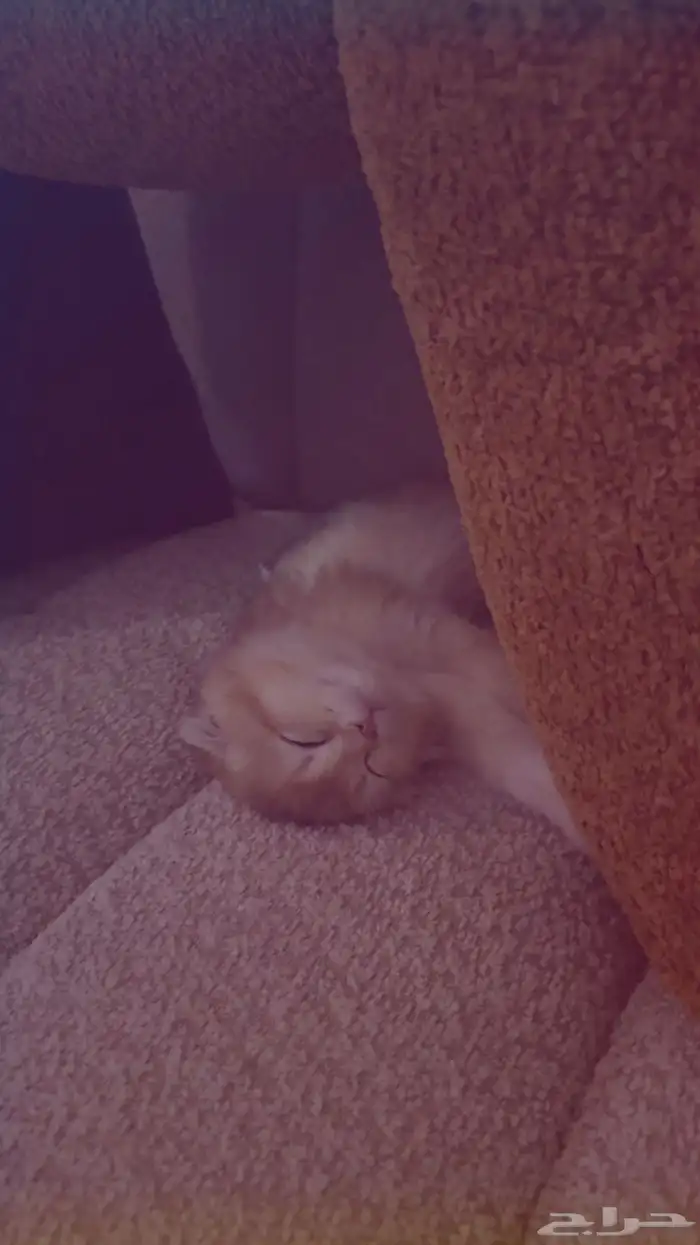 سكوتش فولد انثى عمرها شهرين مطعمه 3