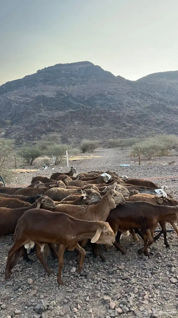 طليان سواكن حمري جادعان مرابى 21