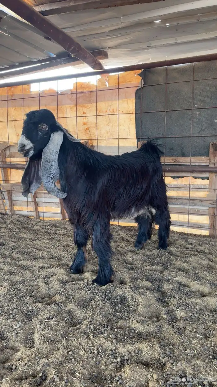 مشروع فحل من العيار الثقيل صنف الصنف الموقع املج 0