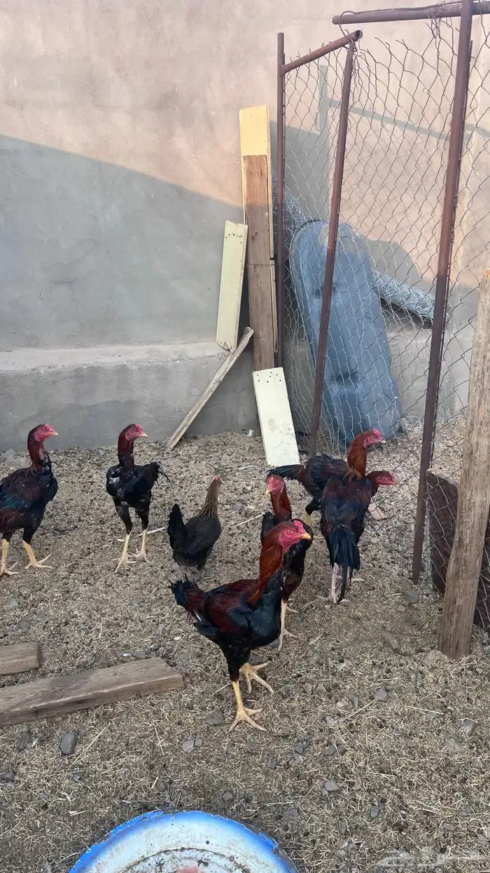 دجاج باكستاني 6