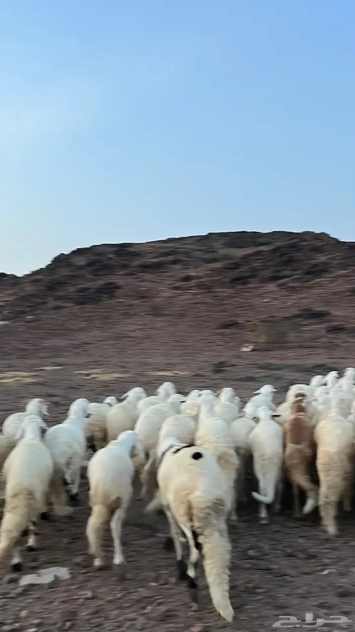 طليان سواكن شبيه الحري دمازين 13