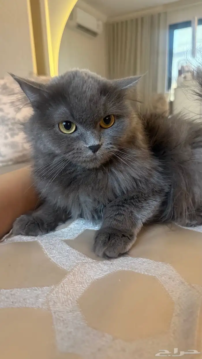 قطة للتبني مجانا 3