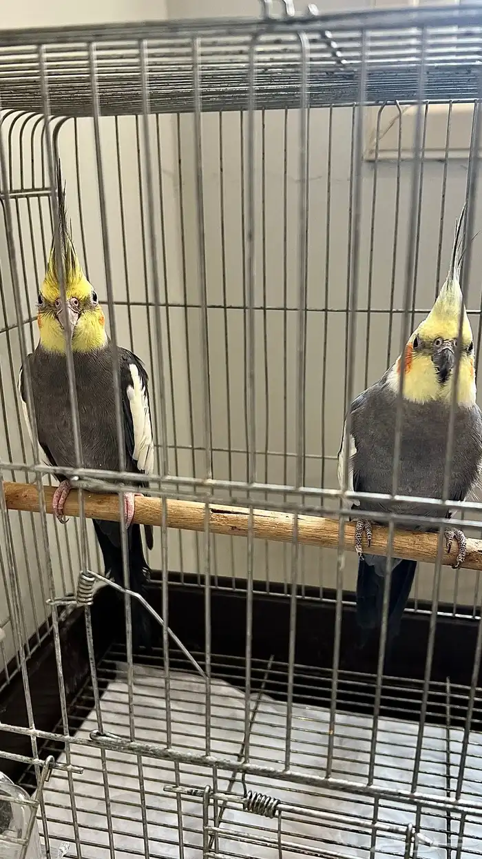 ثلاث ذكور كروان منتجين على الشرط (البينو عيون حمر)احجام سوبر 3