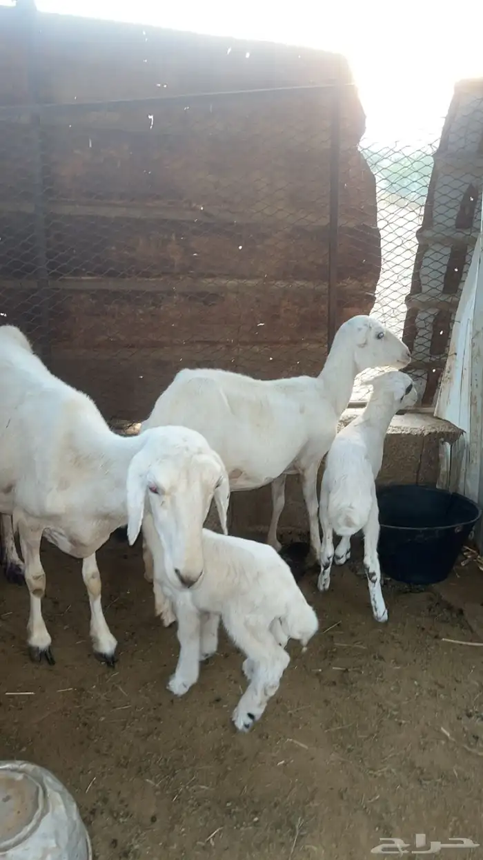 نعجتين تبع 0