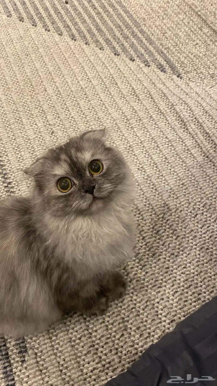 فندقة خرخره وكفوف تبوك 3