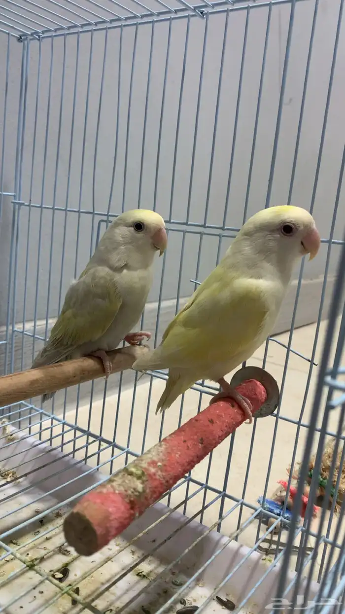 زوج روز جاهز للإنتاج (فاخر ألوان مميزة) 5