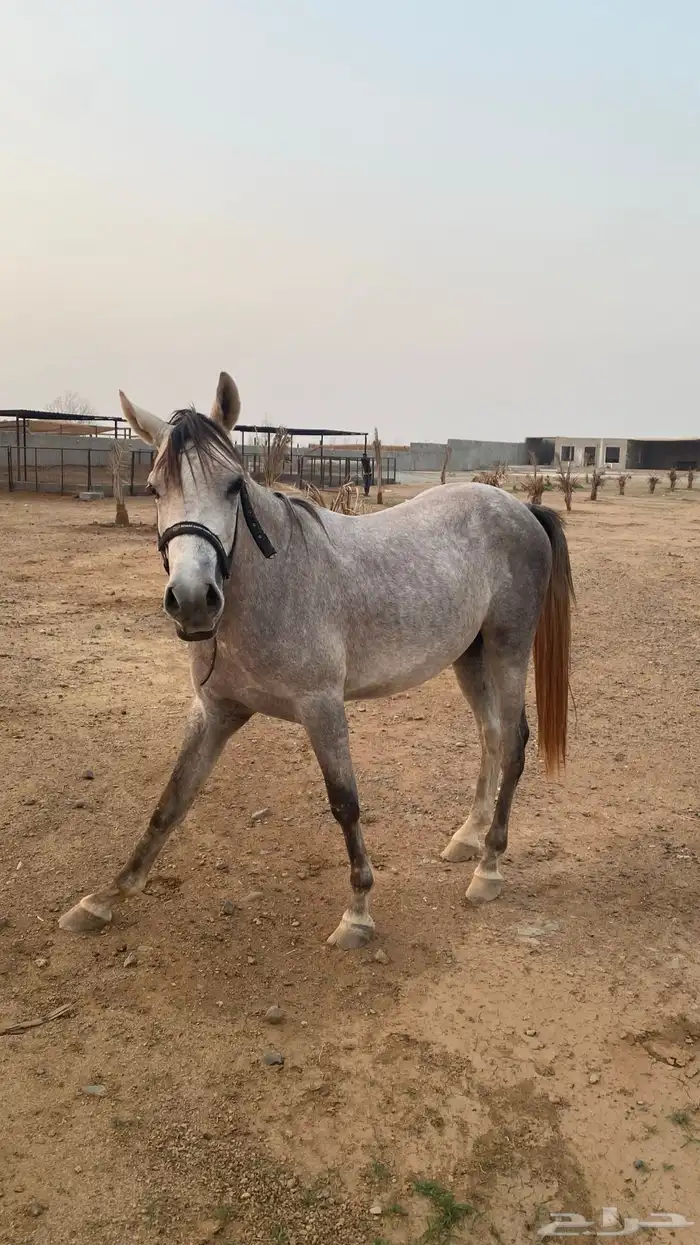 خيل عربي 4