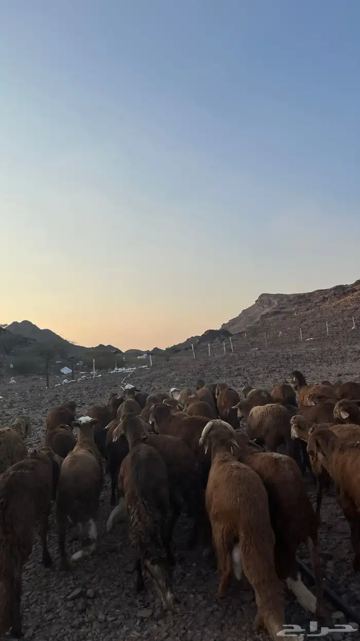 طليان سواكن حمري جادعان مرابى 9