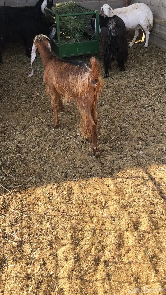 عنز جفره ثنيه حمراء 2