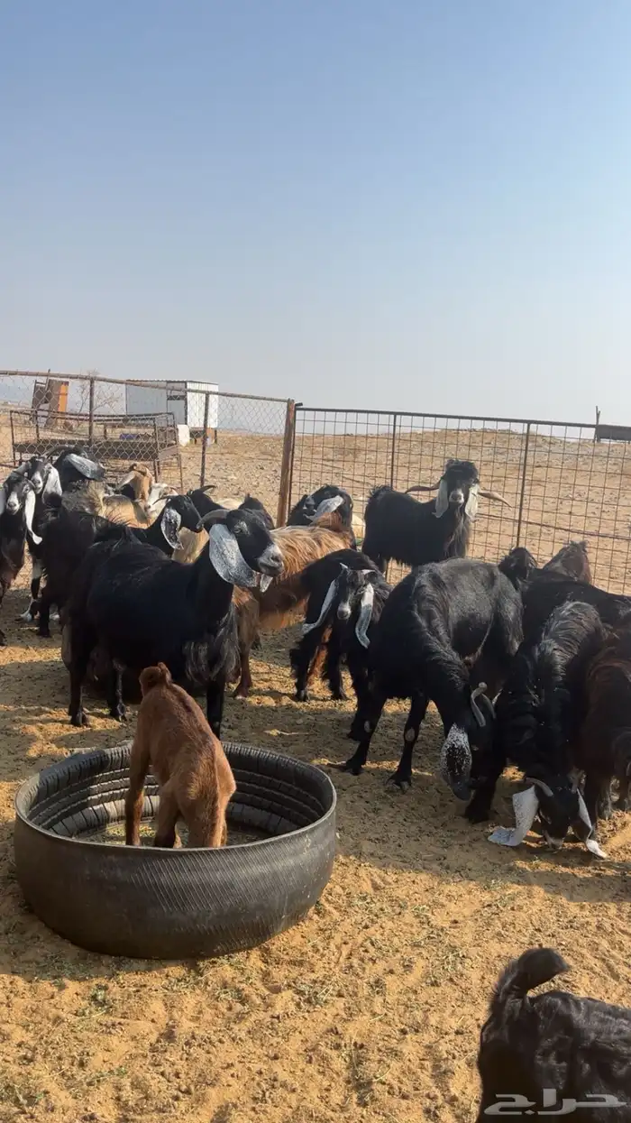 معزى مقاني طيبه 3