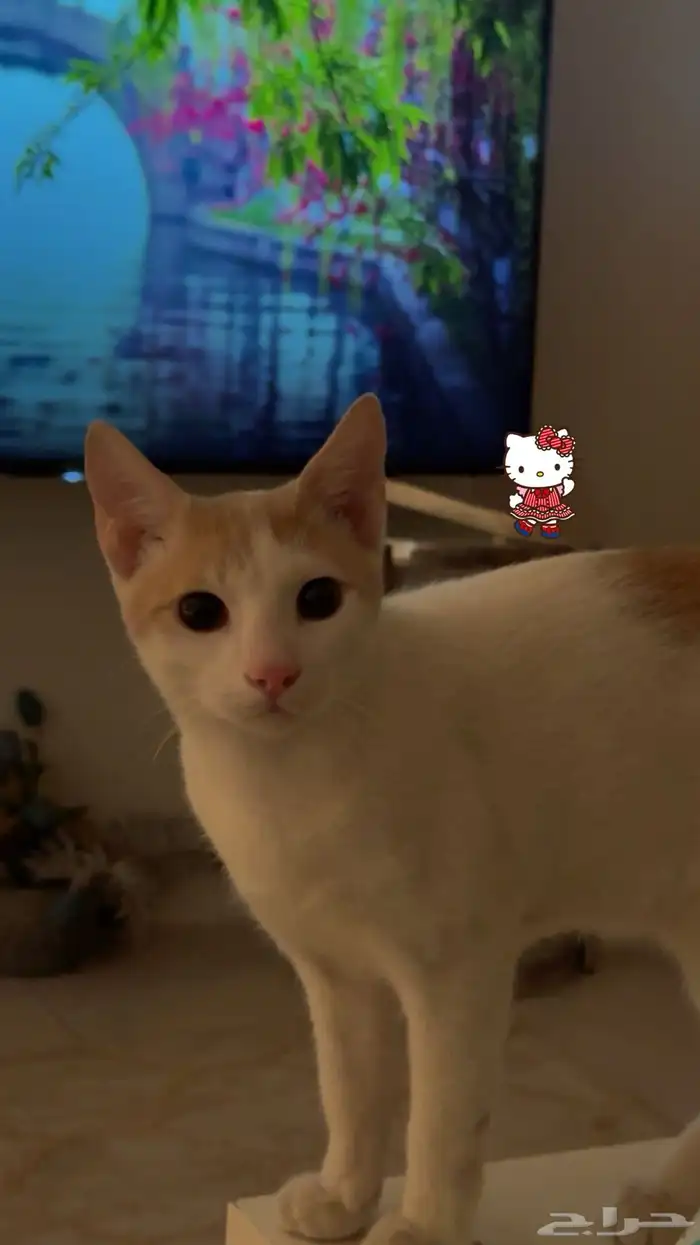 قط بلدي للتبني 0