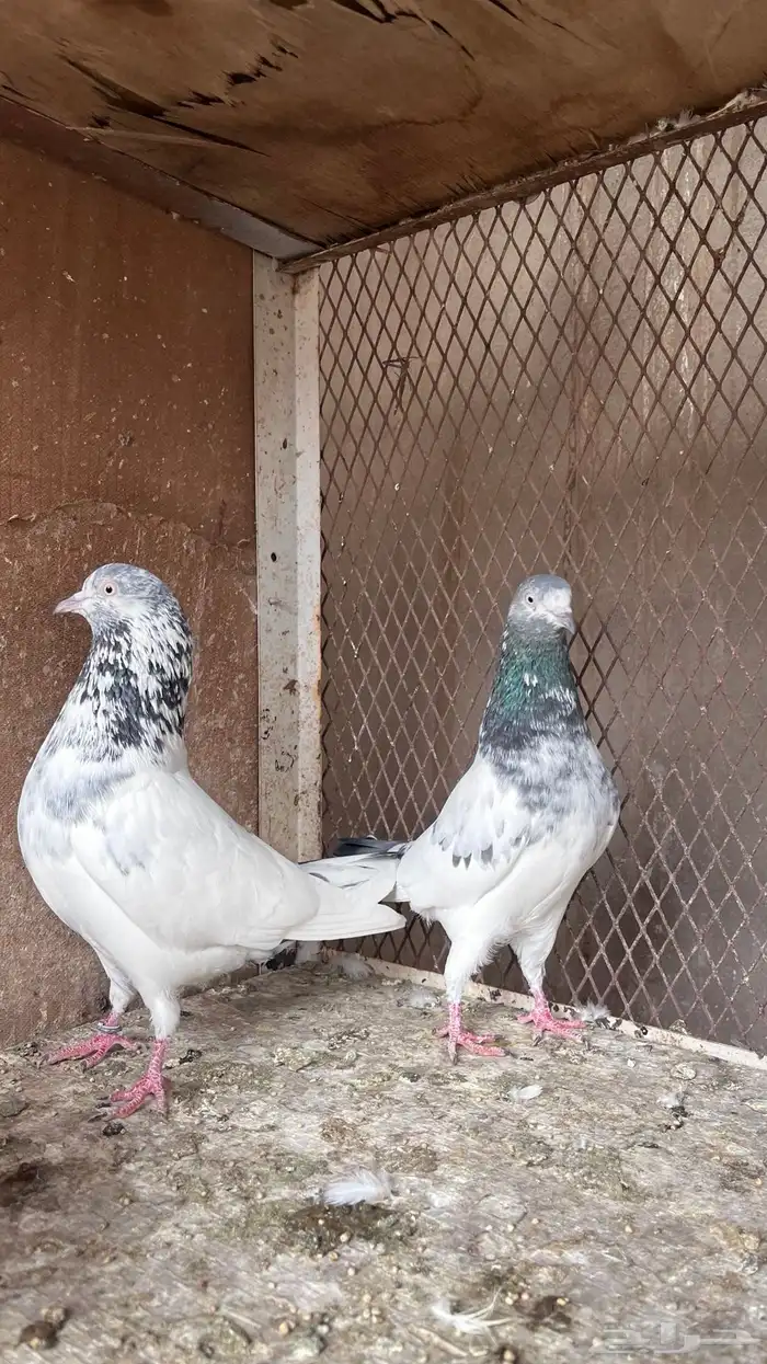 حمام باكستاني 7