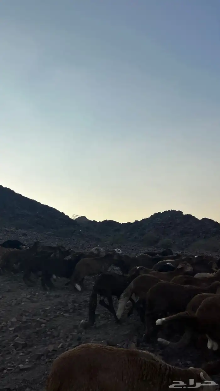 طليان سواكن حمري جادعان مرابى 27