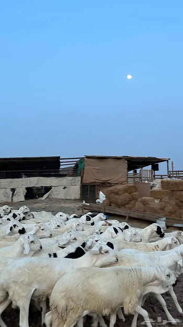 طليان سواكن شبيه الحري دمازين 6