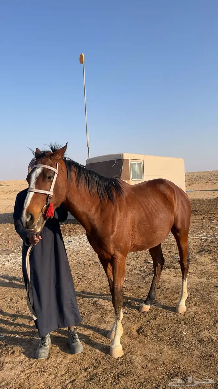 حصان إنجليزي 1