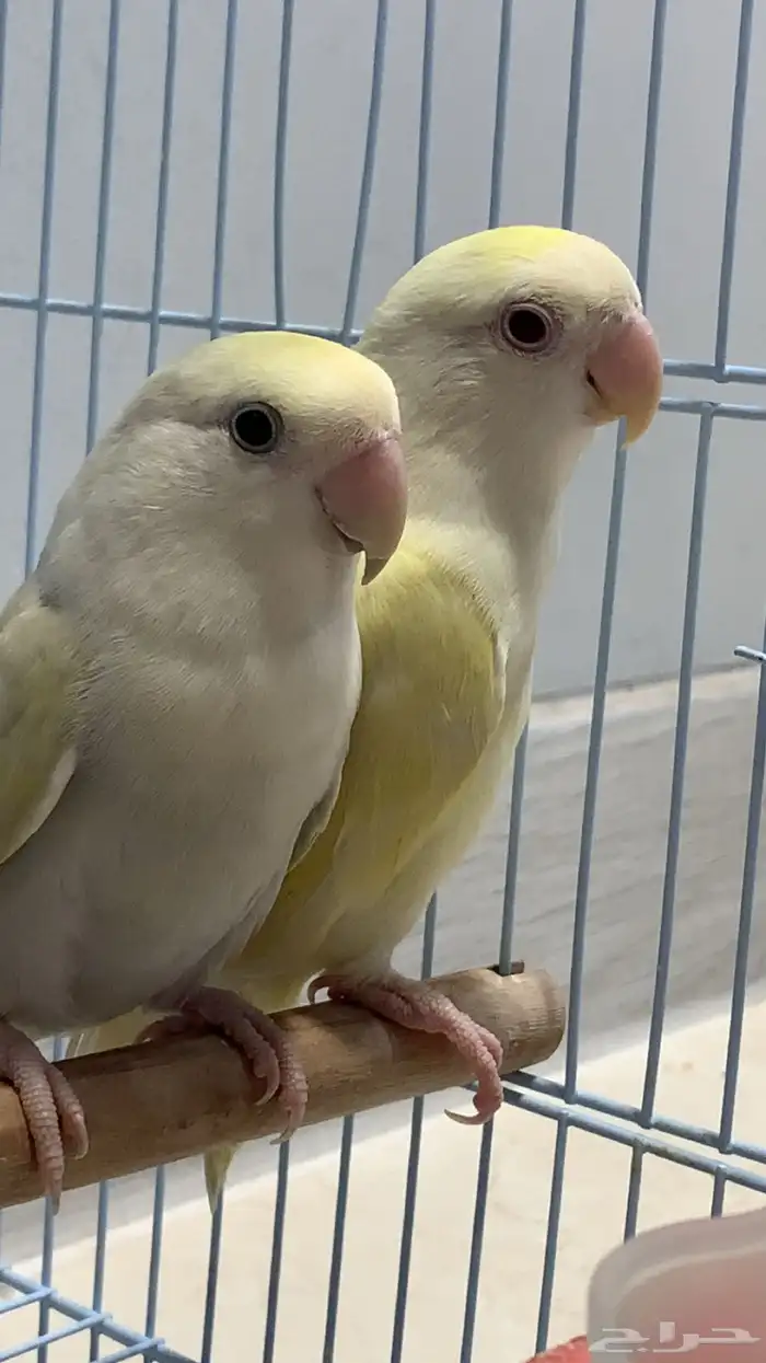 زوج روز جاهز للإنتاج (فاخر ألوان مميزة) 1