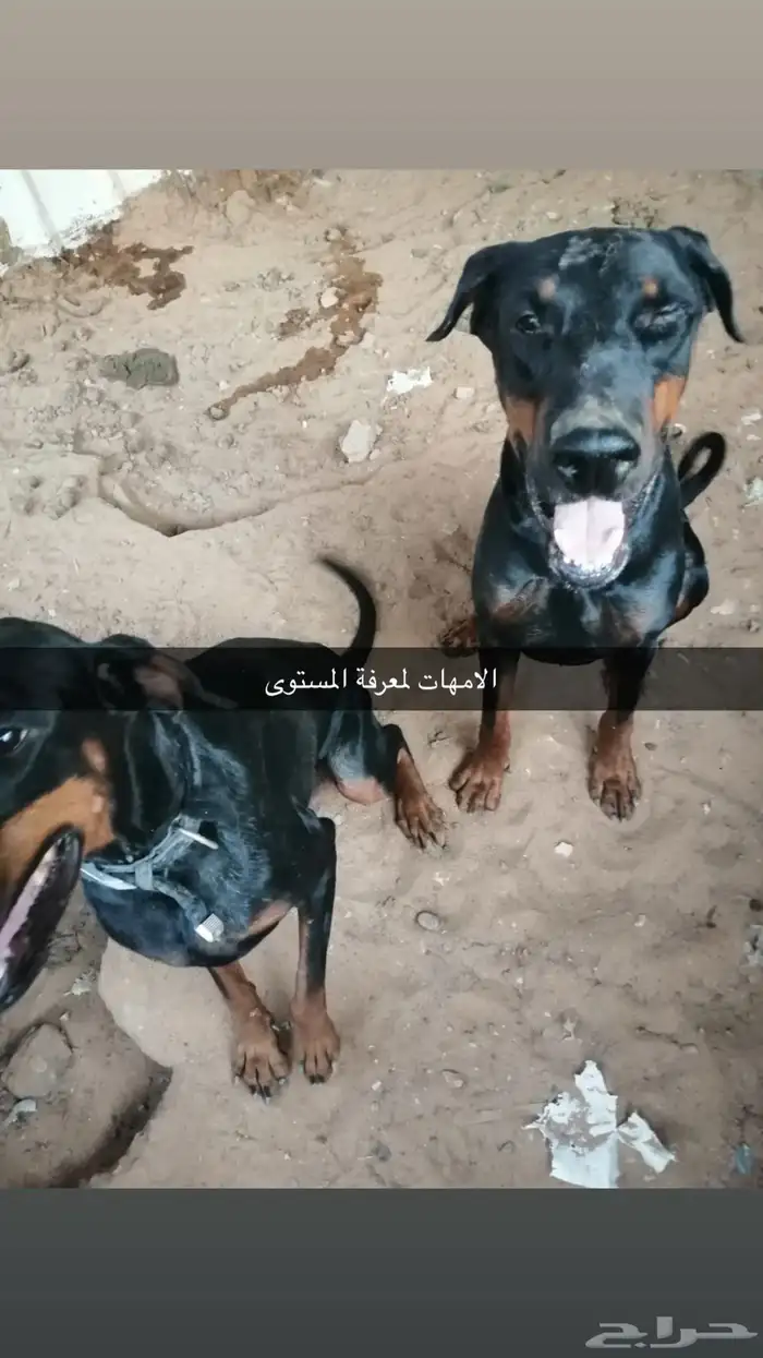 كلاب كلب دوبر مان . دوبرمان 3