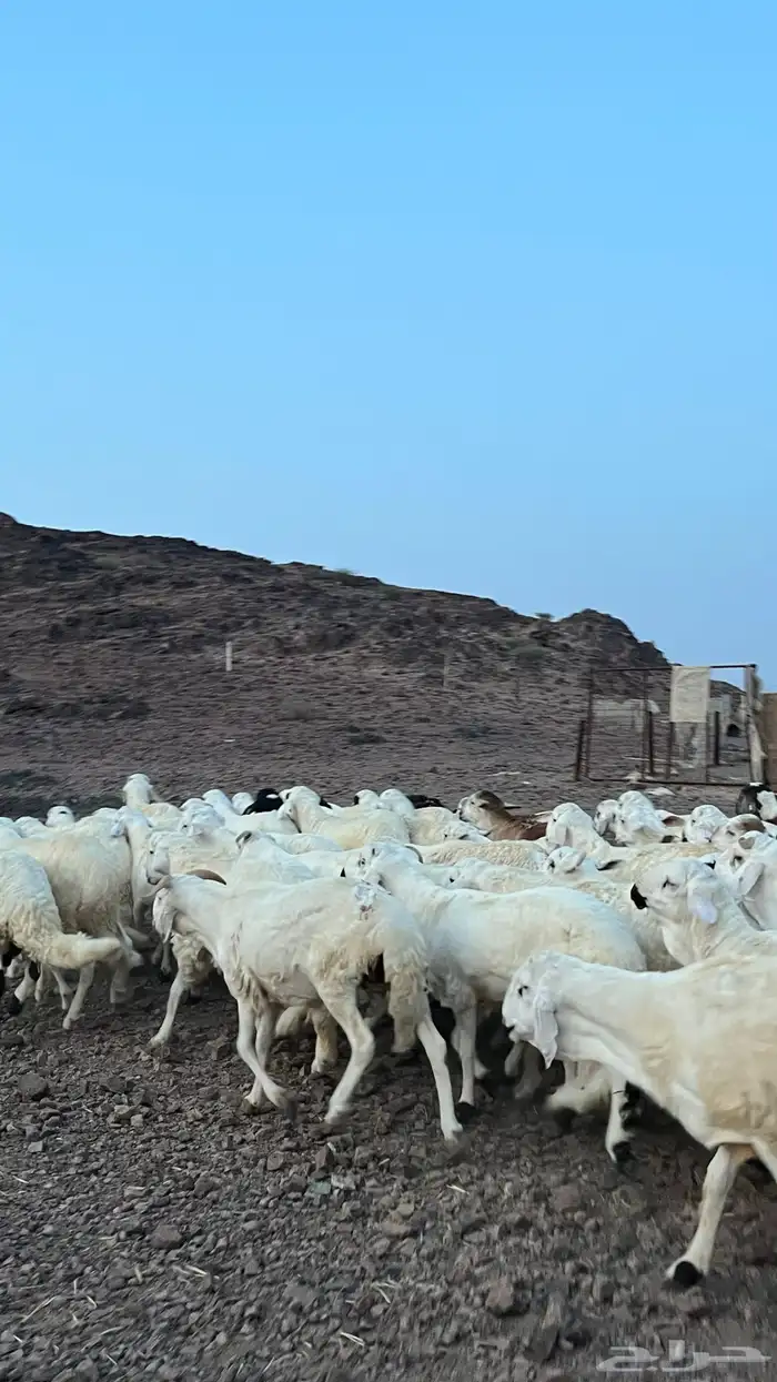 طليان سواكن شبيه الحري دمازين 19