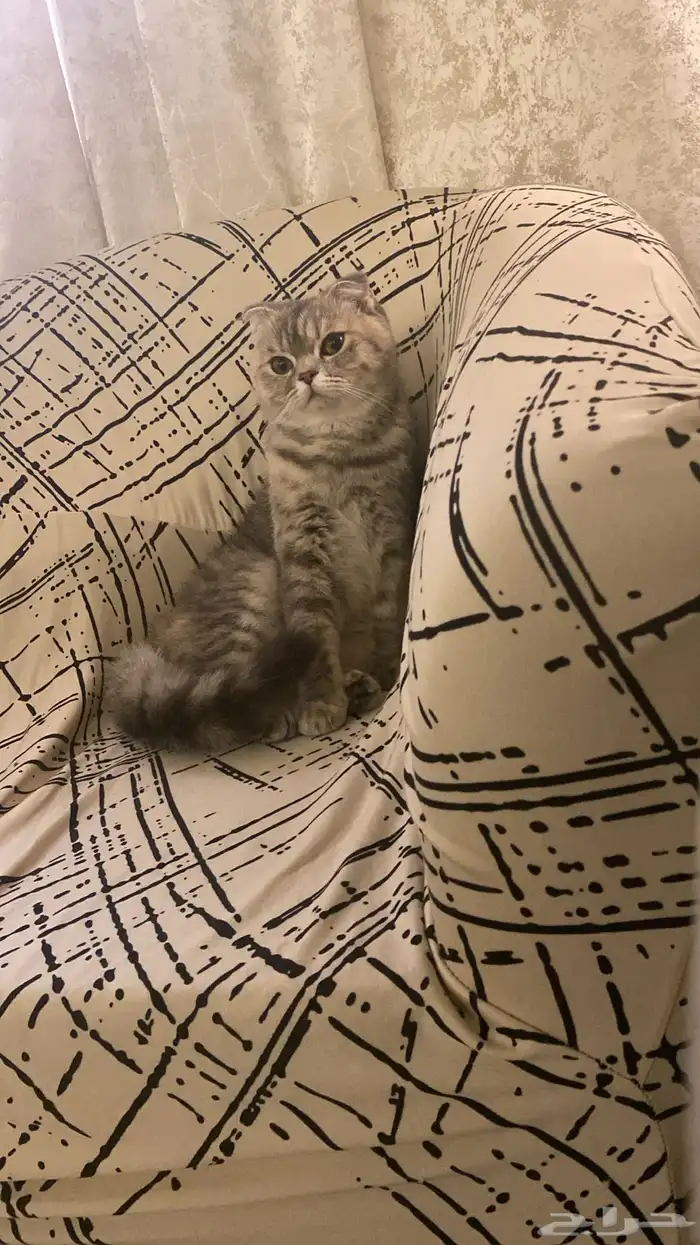 قطه شيرازي عمرها 6 اشهر للبيع ب اغراضها 2