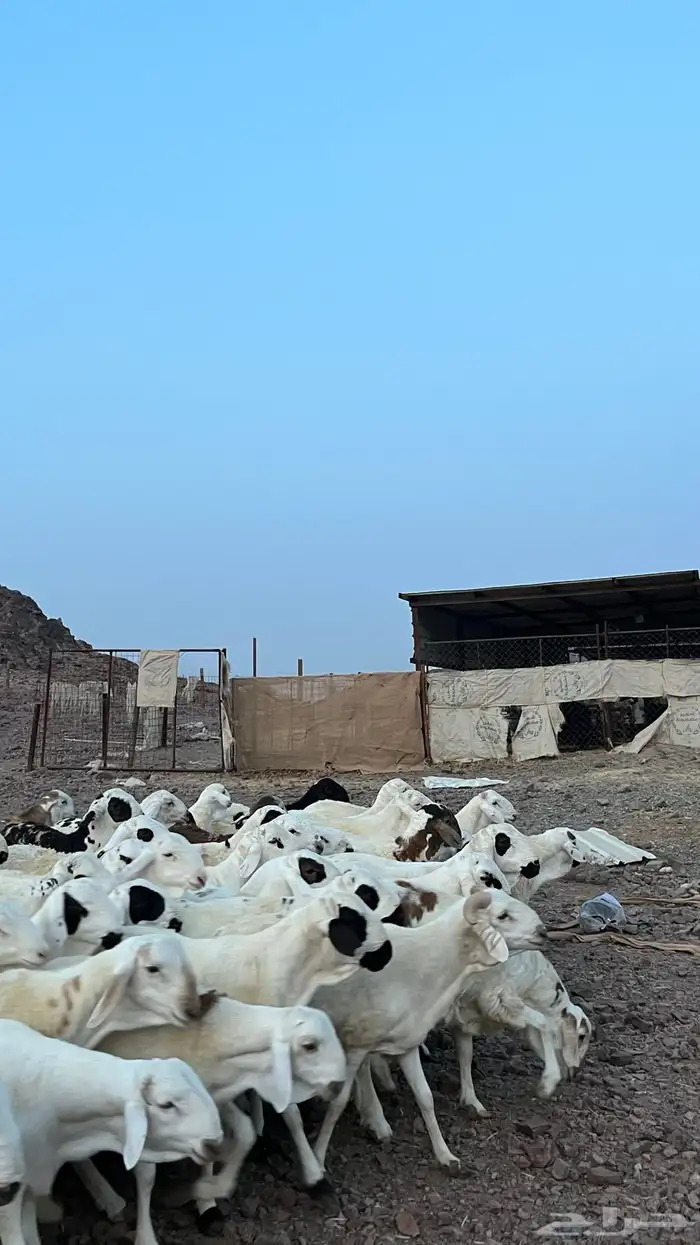 طليان سواكن شبيه الحري دمازين 12