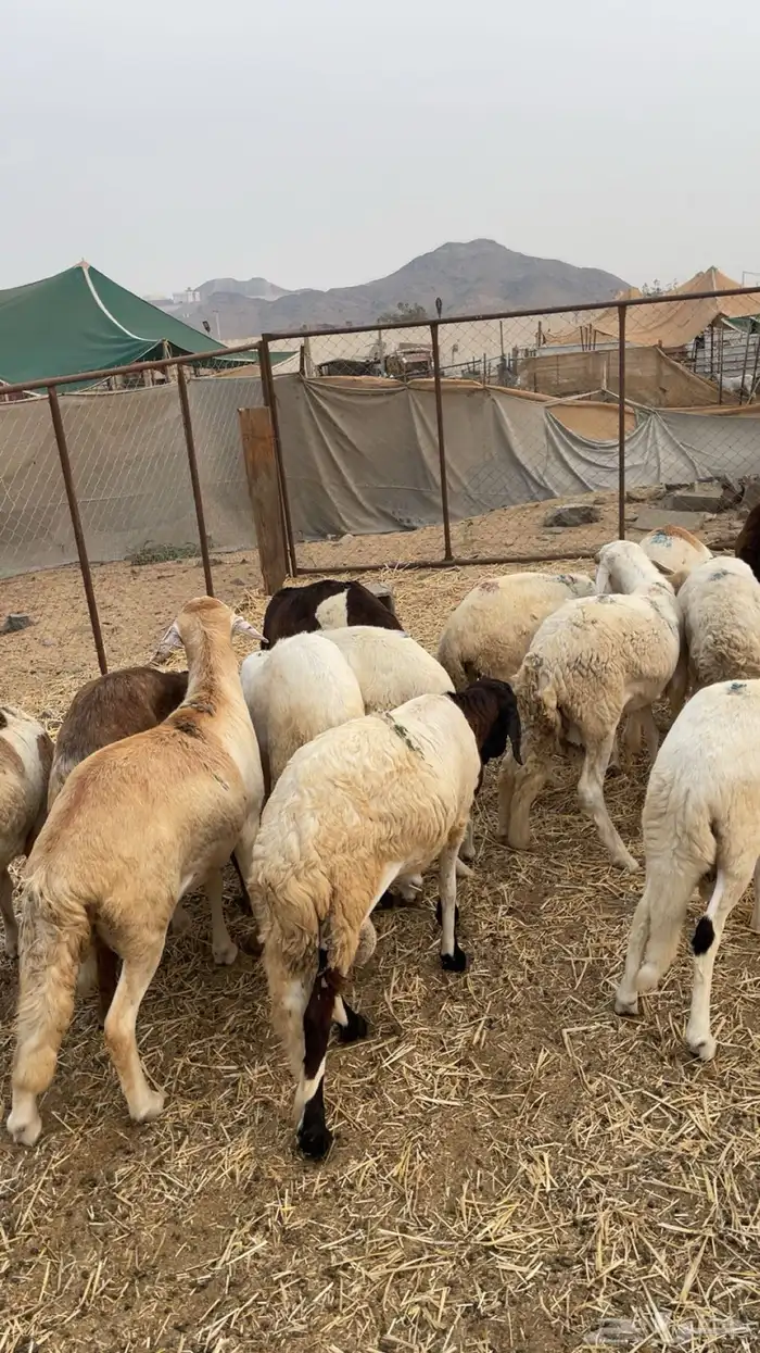 5 سواكني ثنيان اهل الكابلي 0