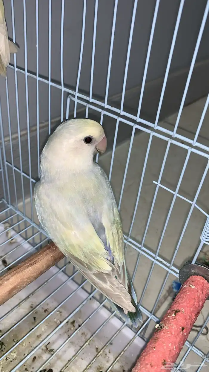 زوج روز جاهز للإنتاج (فاخر ألوان مميزة) 6