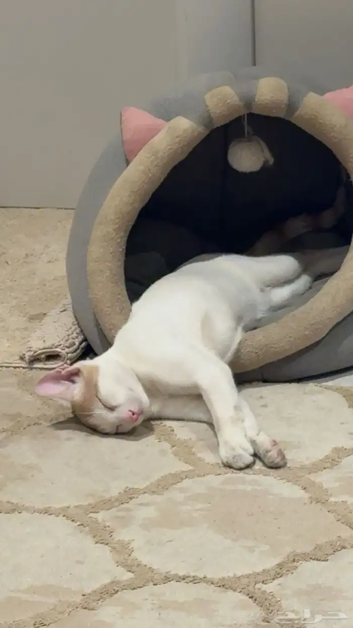 قط بلدي للتبني 1